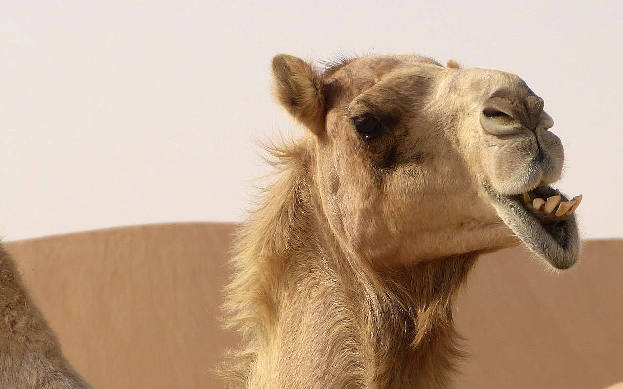 Le dromadaire  est un chameau  une bosse Diaspora 